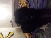 Превью фото № 217850