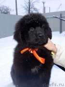 Превью фото № 217876