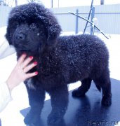 Превью фото № 217878