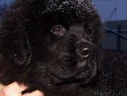 Превью фото № 217879