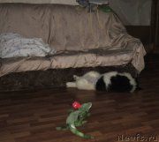 Превью фото № 217883