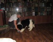 Превью фото № 217884