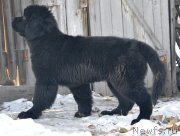 Превью фото № 217893