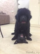 Превью фото № 217908