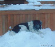 Превью фото № 217912