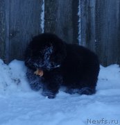 Превью фото № 217921