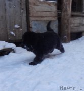 Превью фото № 217923