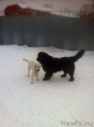 Превью фото № 217926