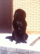 Превью фото № 217929