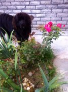 Превью фото № 217932