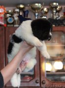 Превью фото № 217981