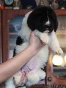 Превью фото № 217982