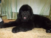 Превью фото № 218014