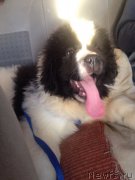 Превью фото № 218076