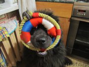 Превью фото № 218093