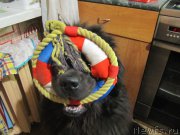 Превью фото № 218094