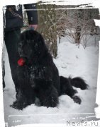 Превью фото № 218105