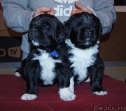 Превью фото № 218112