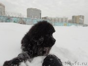 Превью фото № 218119