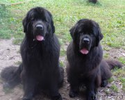 Превью фото № 218126