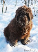 Превью фото № 218133