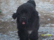 Превью фото № 218143