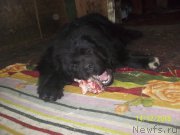 Превью фото № 218145