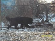 Превью фото № 218147