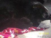 Превью фото № 218151