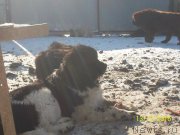 Превью фото № 218152