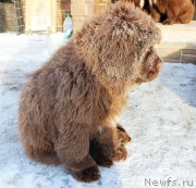 Превью фото № 218165