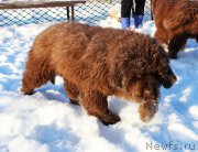 Превью фото № 218168