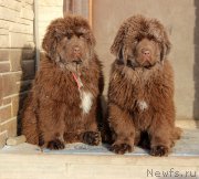 Превью фото № 218175