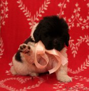 Превью фото № 218183