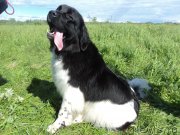 Превью фото № 218184