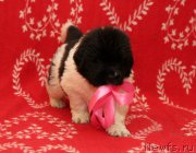 Превью фото № 218198