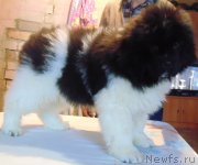 Превью фото № 218204