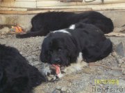 Превью фото № 218297