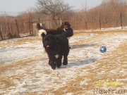 Превью фото № 218298