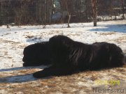 Превью фото № 218301