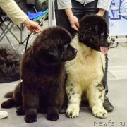 Превью фото № 218307