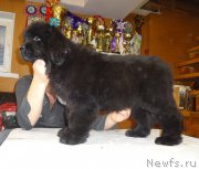 Превью фото № 218370