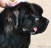 Превью фото № 218378