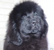 Превью фото № 218387