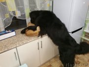 Превью фото № 218418