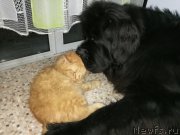 Превью фото № 218419