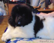 Превью фото № 218525