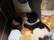 Превью фото № 218626