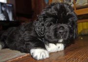 Превью фото № 218646