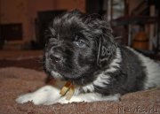 Превью фото № 218647